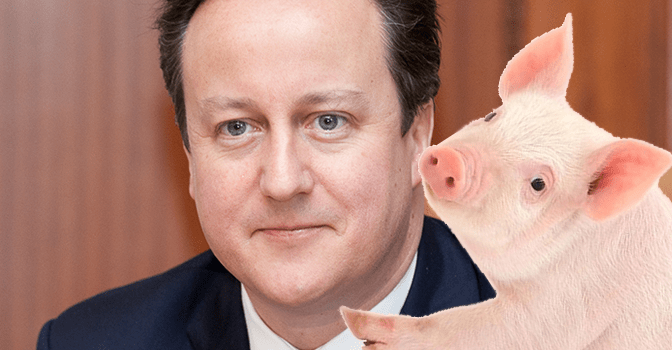 Cameron Pig