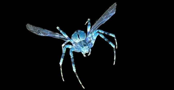 Flying Spider 2